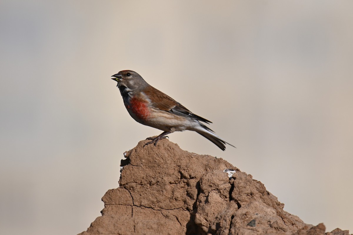 Eurasian Linnet - ML620756943