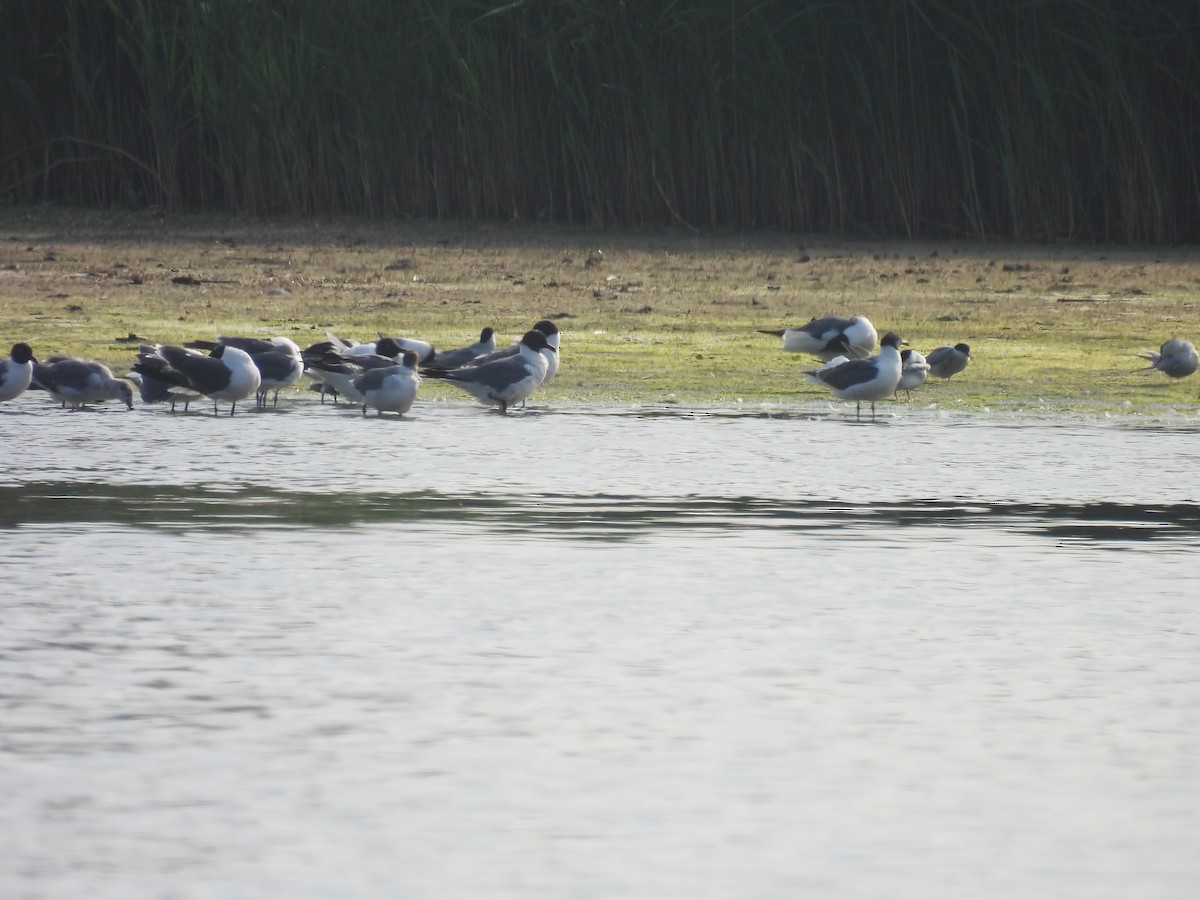 Gaviota Guanaguanare - ML620756959