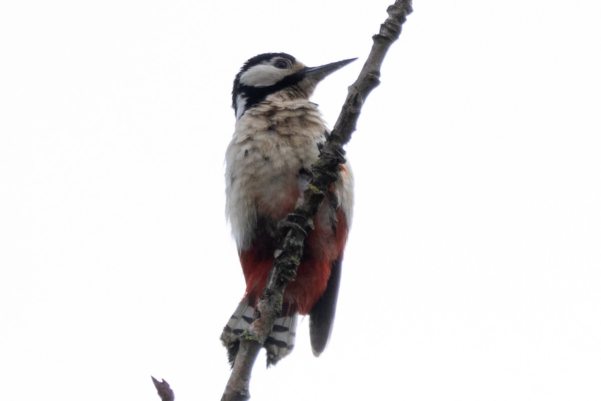 Great Spotted Woodpecker - ML620756970