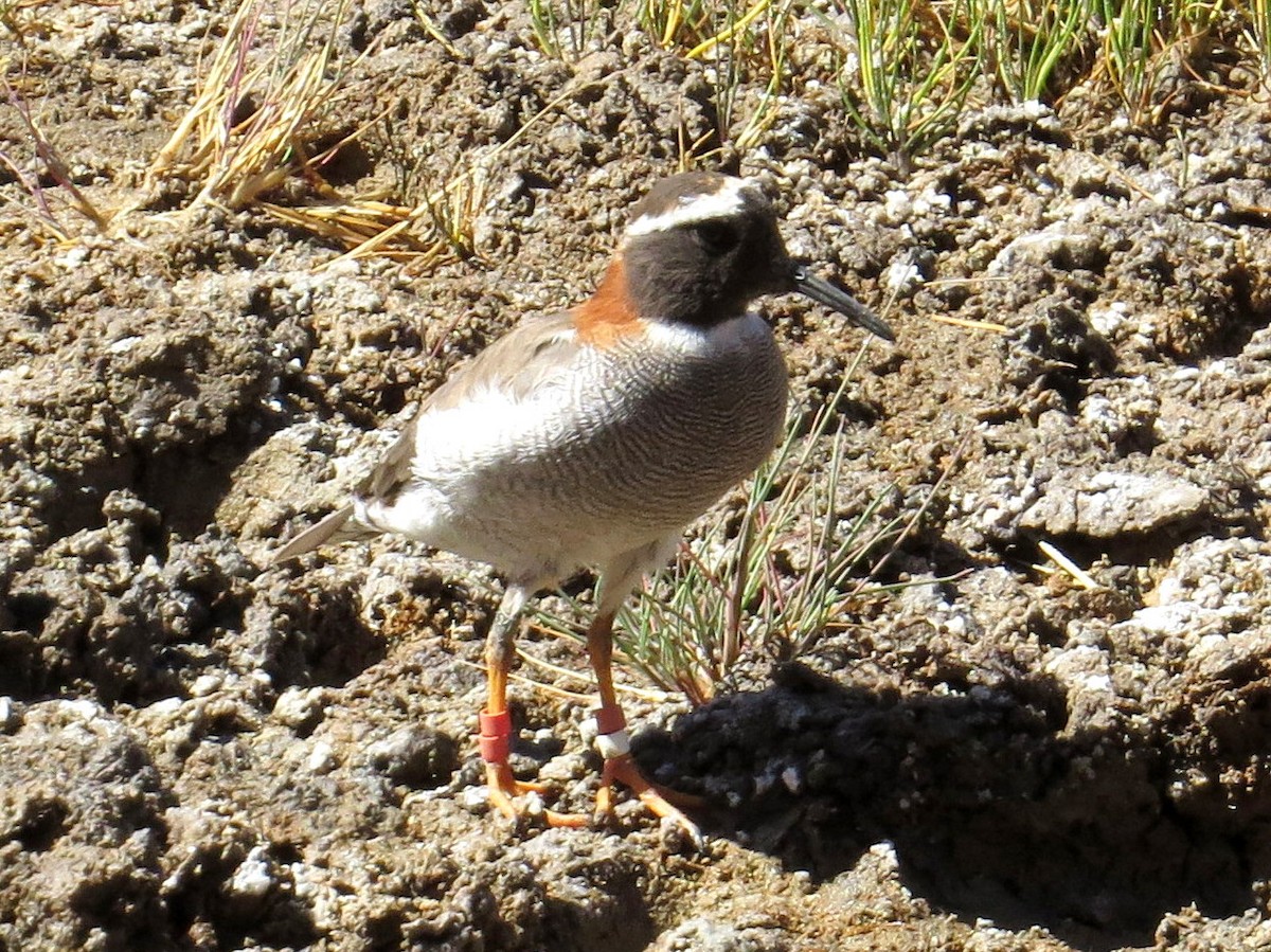 Diademed Sandpiper-Plover - ML620756977