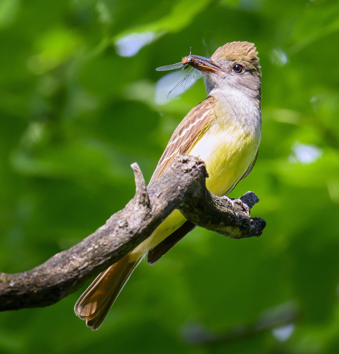 Great Crested Flycatcher - ML620756981