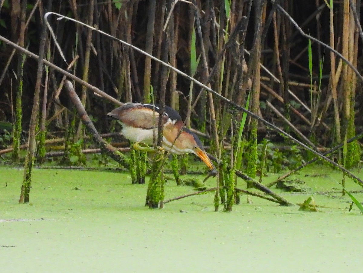 Least Bittern - ML620756996