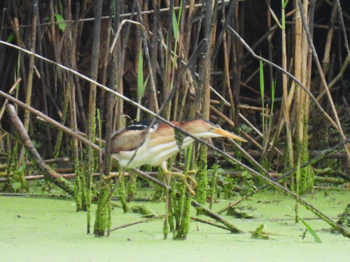 Least Bittern - ML620756997