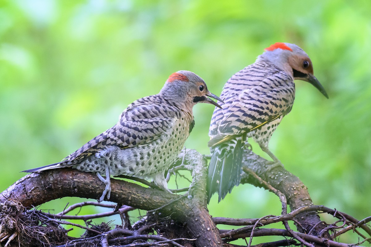 Northern Flicker - Jocelyn  Anderson