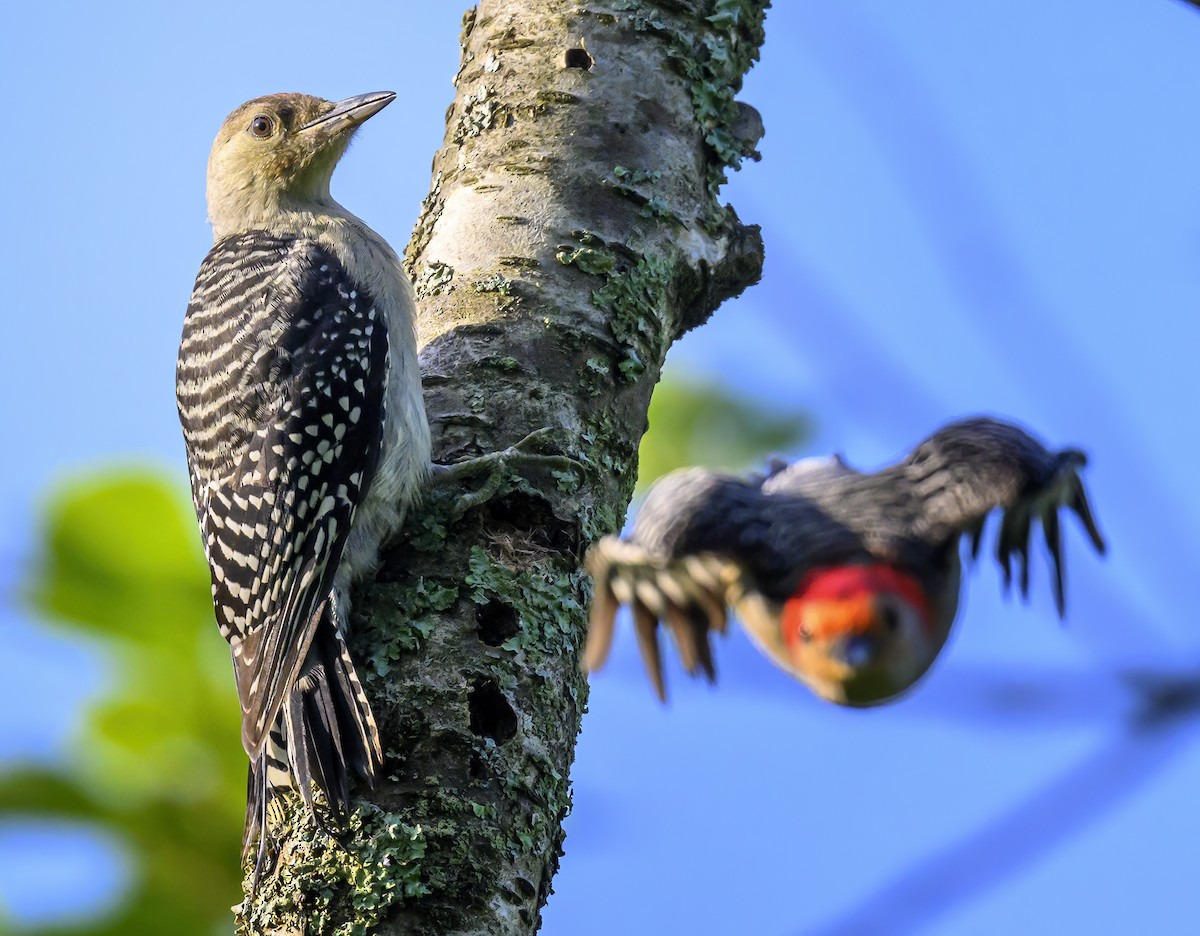Red-bellied Woodpecker - ML620757003