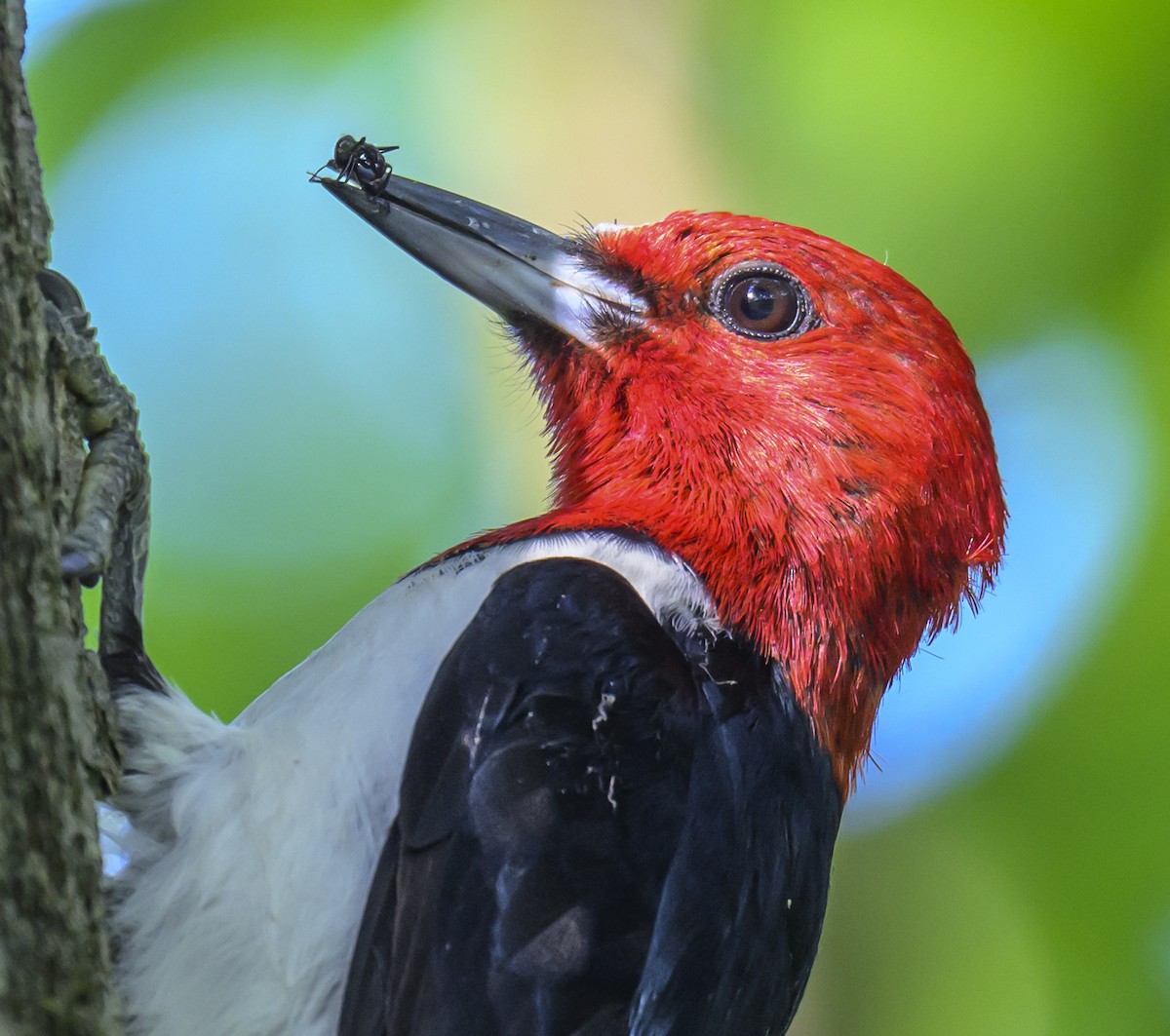 Red-headed Woodpecker - ML620757009