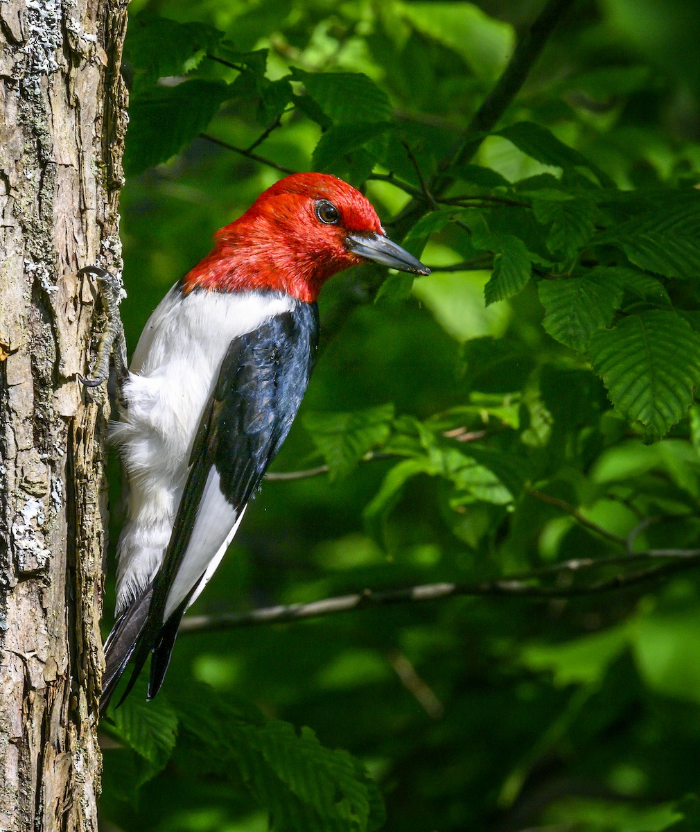 Red-headed Woodpecker - ML620757010