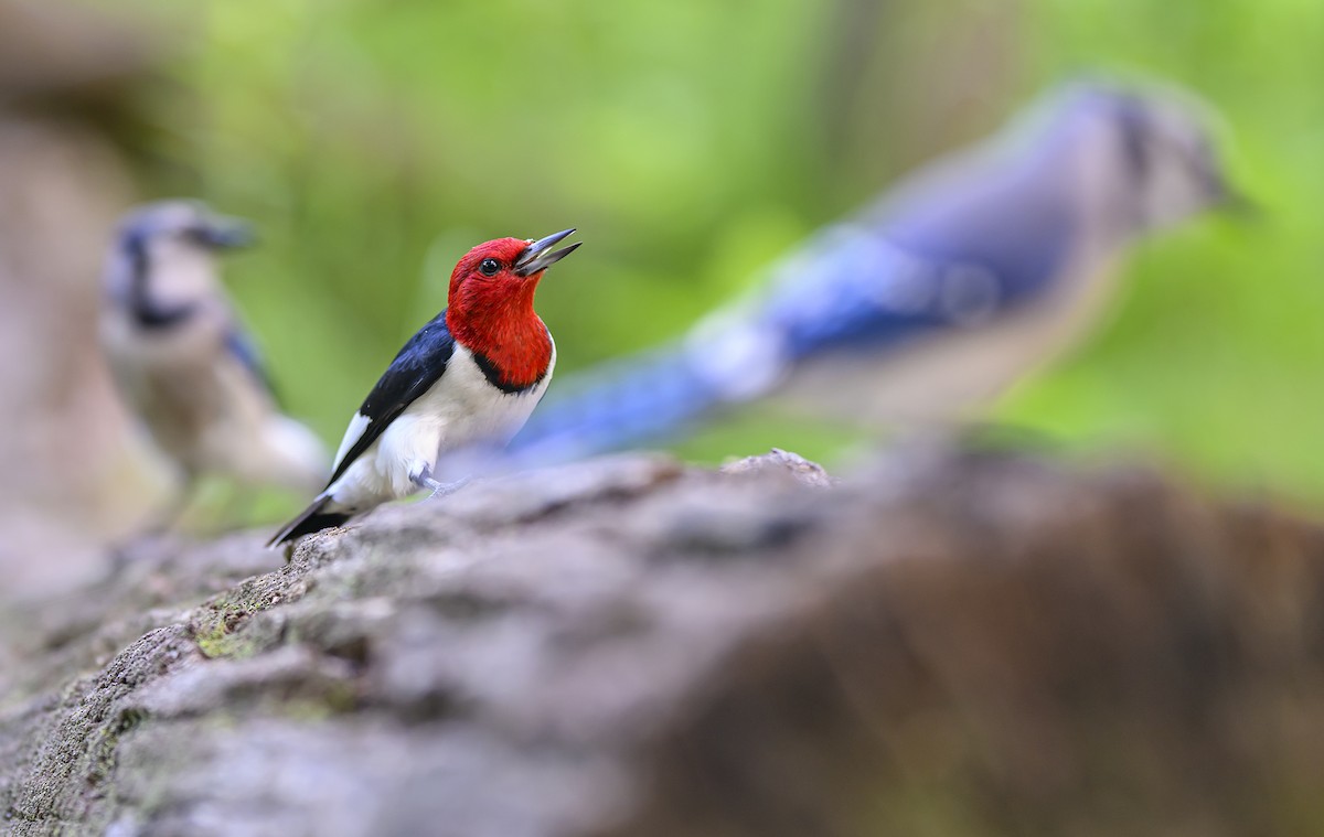 Red-headed Woodpecker - ML620757011