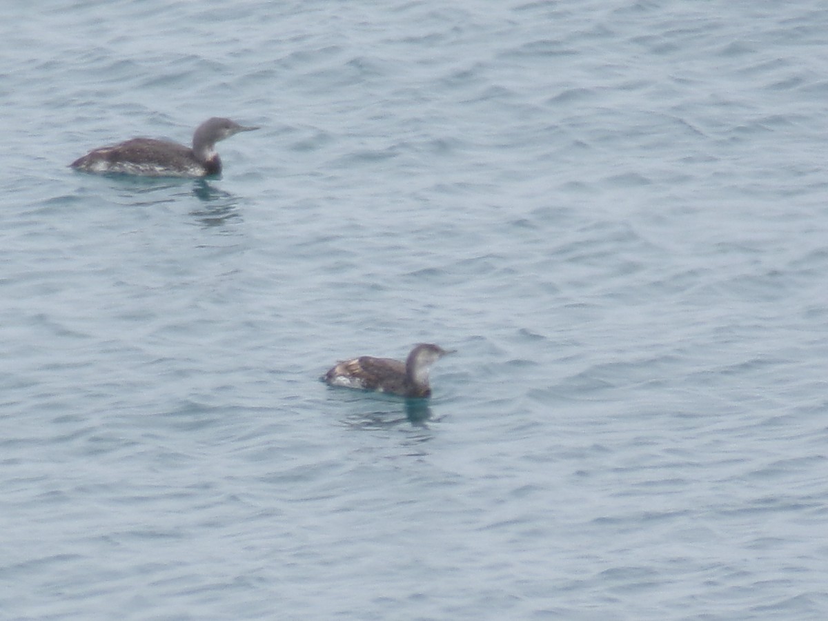 Red-throated Loon - ML620757015