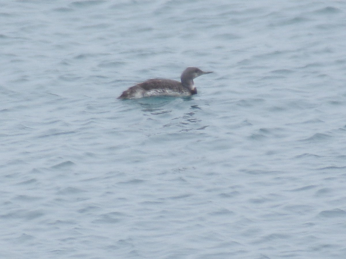 Red-throated Loon - Ross Rabkin