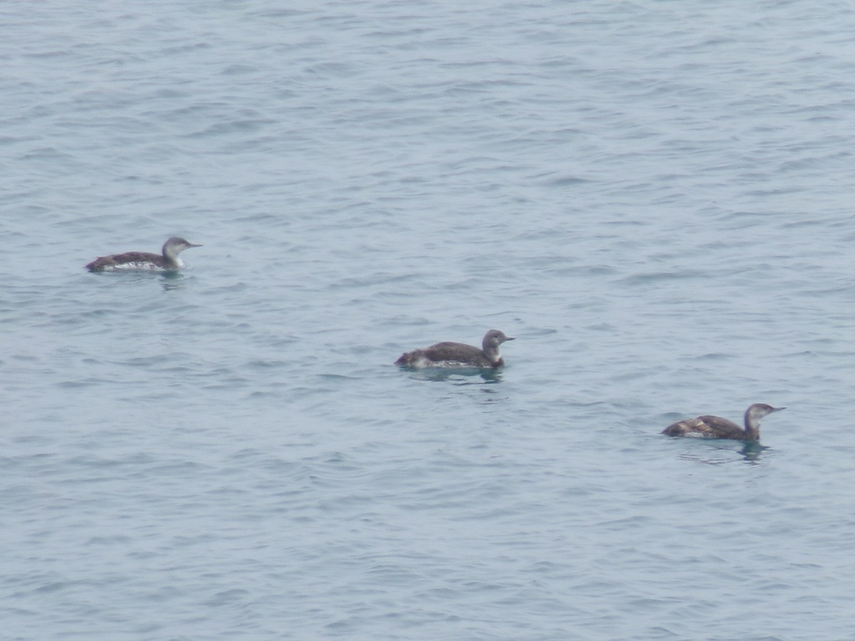 Red-throated Loon - ML620757017