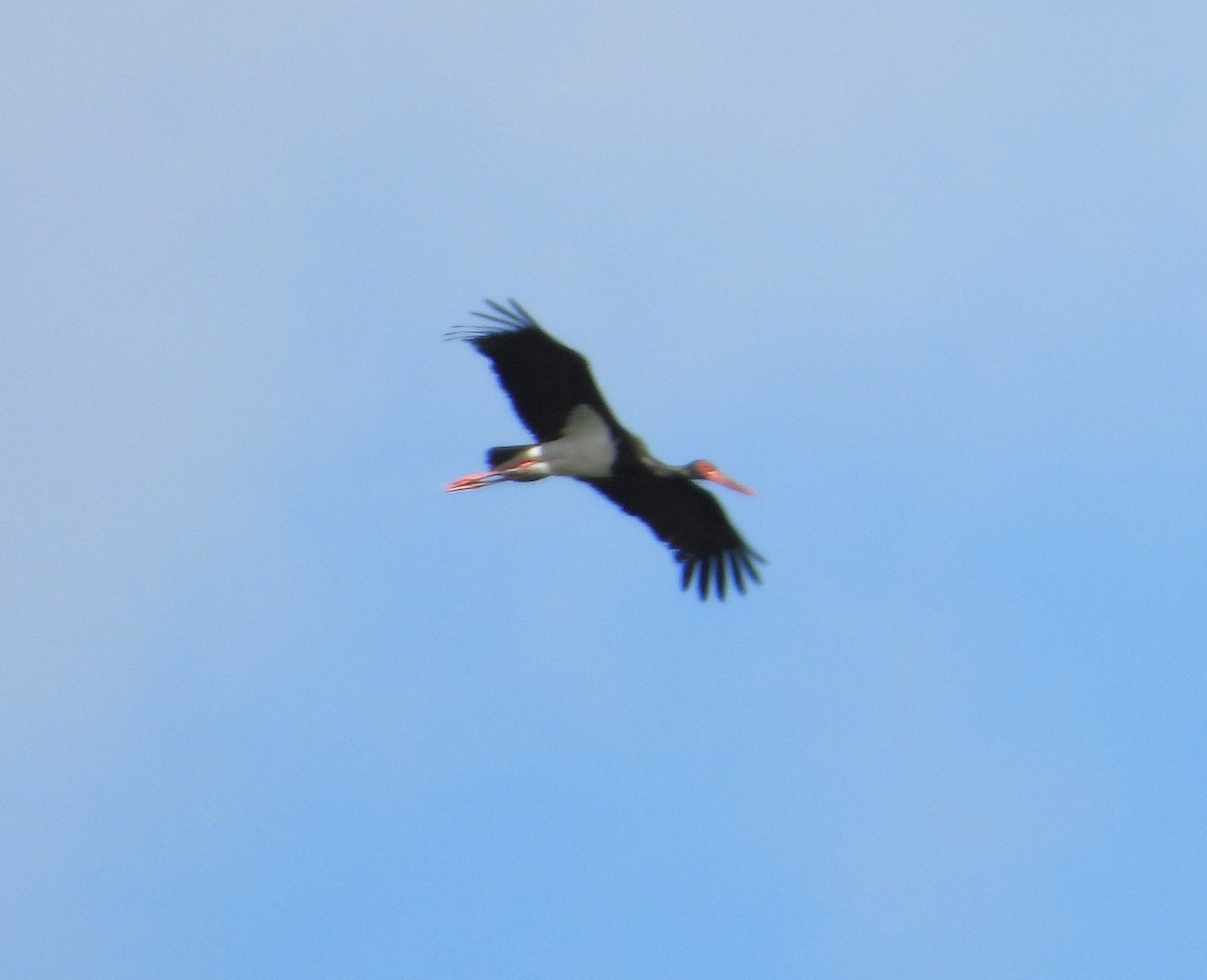 Black Stork - ML620757025
