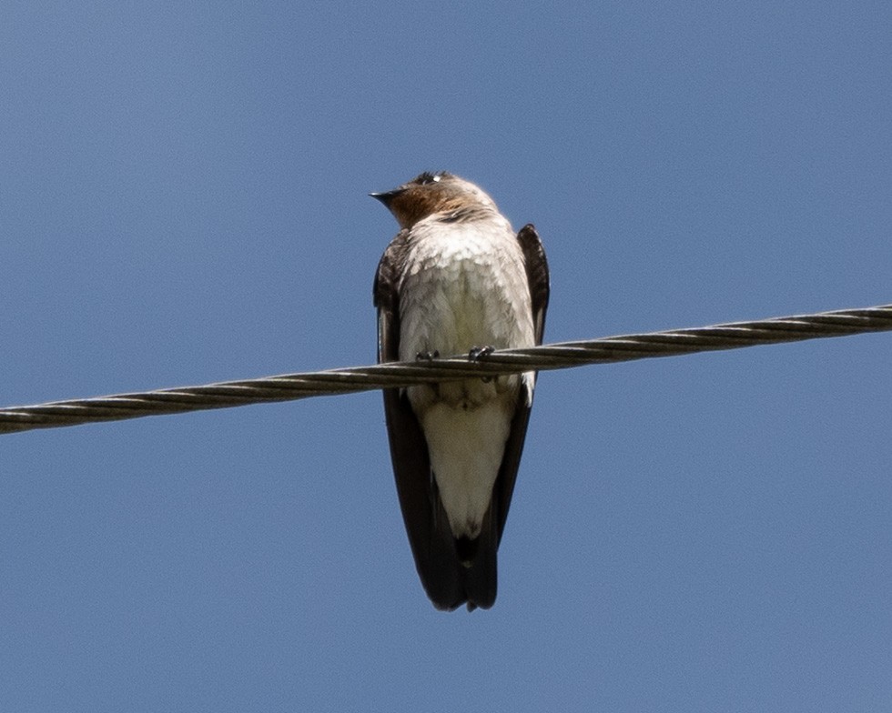 Southern Rough-winged Swallow - ML620757033