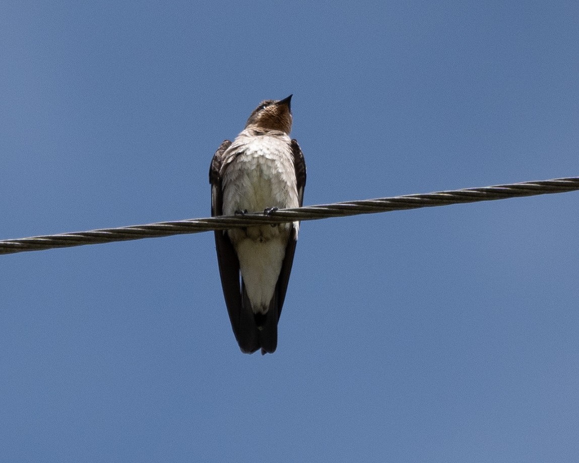 Southern Rough-winged Swallow - Mike Yough