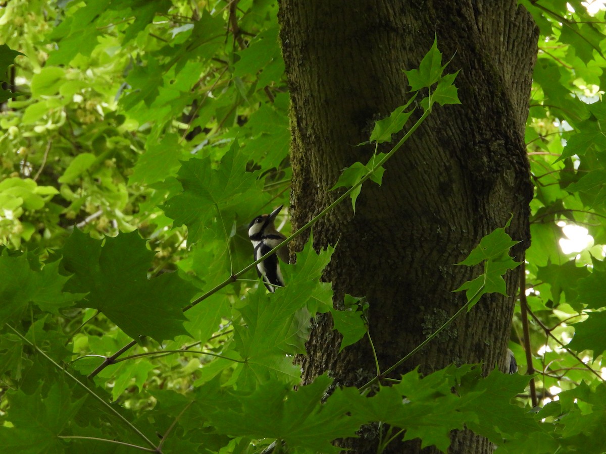 Great Spotted Woodpecker - ML620757042