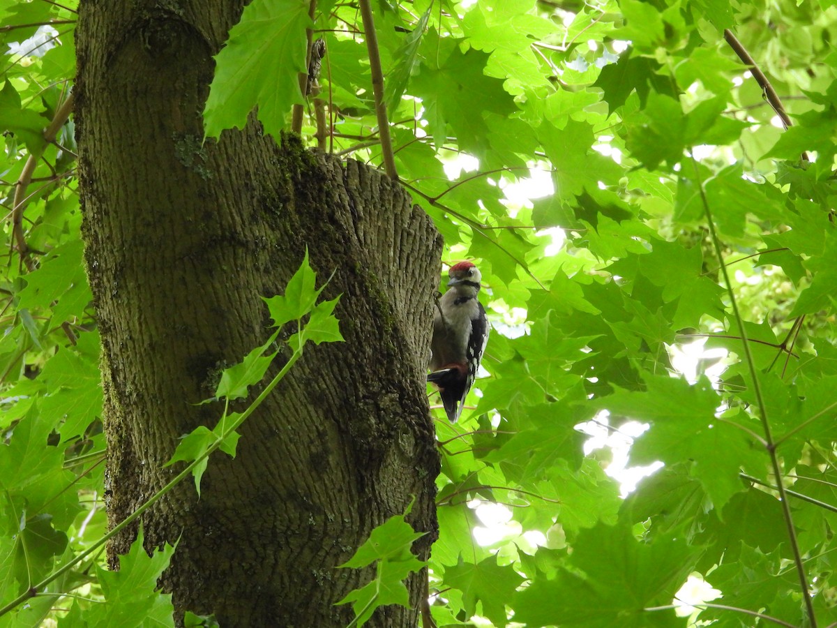 Great Spotted Woodpecker - ML620757044