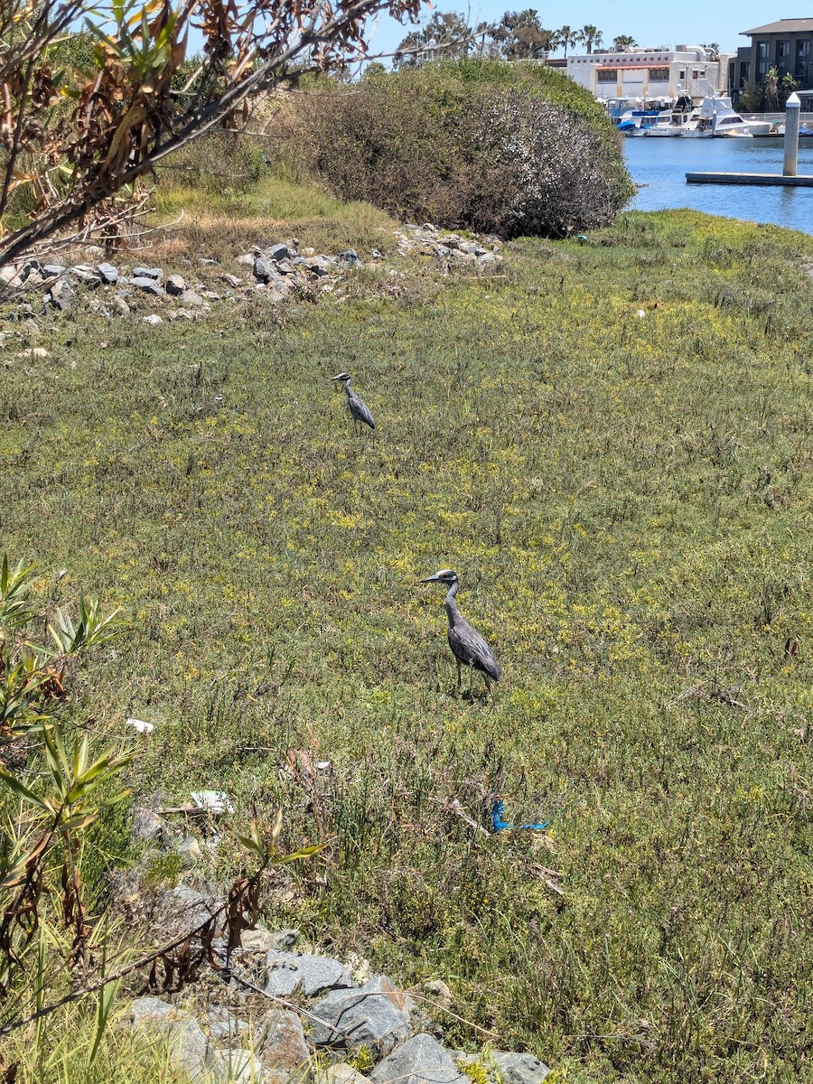 Yellow-crowned Night Heron - ML620757082