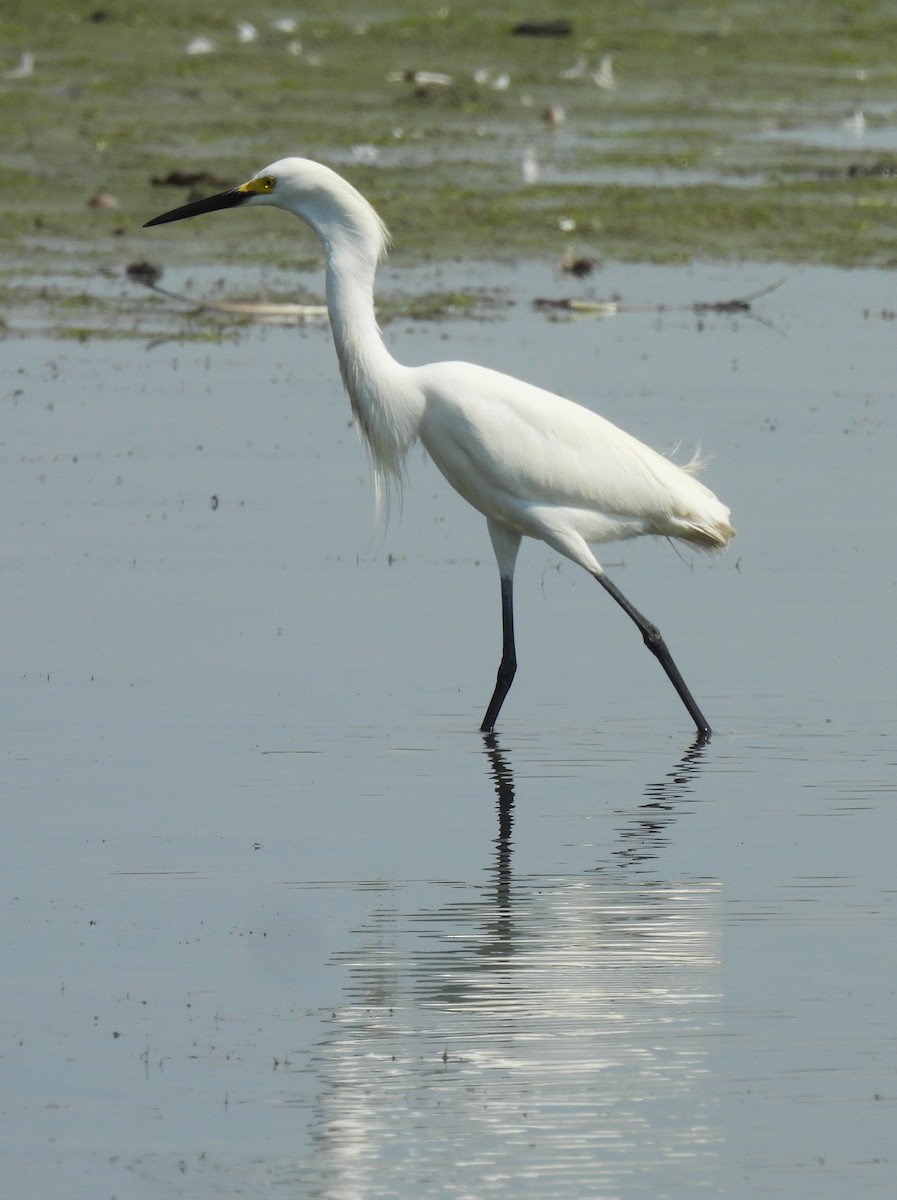 Snowy Egret - ML620757091