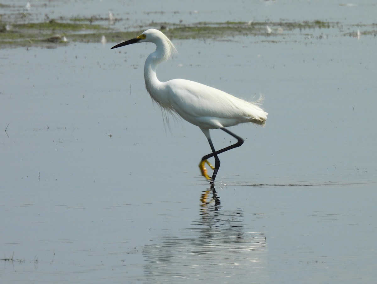 Snowy Egret - ML620757092