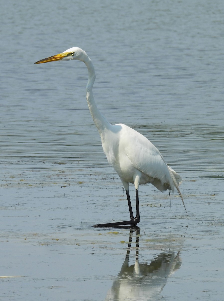 Great Egret - ML620757101