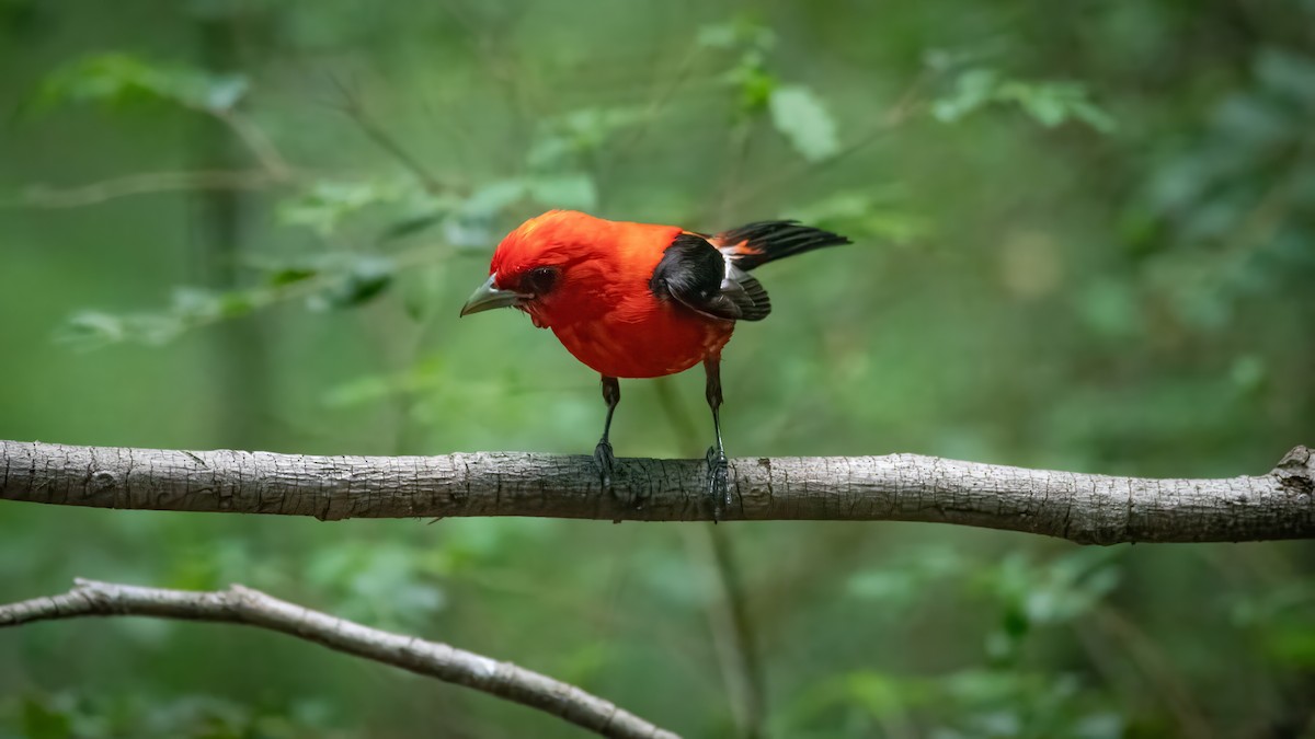 Scarlet Tanager - ML620757106