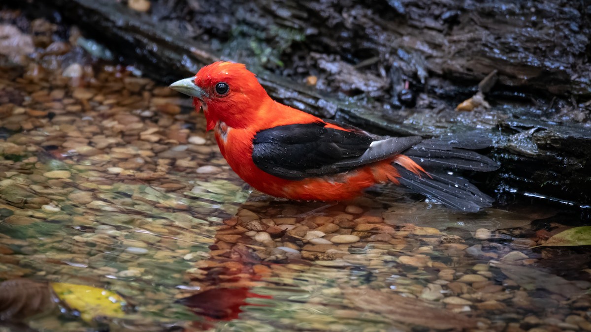 Scarlet Tanager - ML620757107