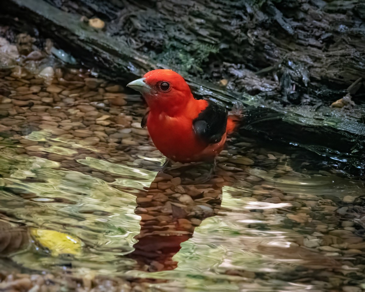 Scarlet Tanager - ML620757108
