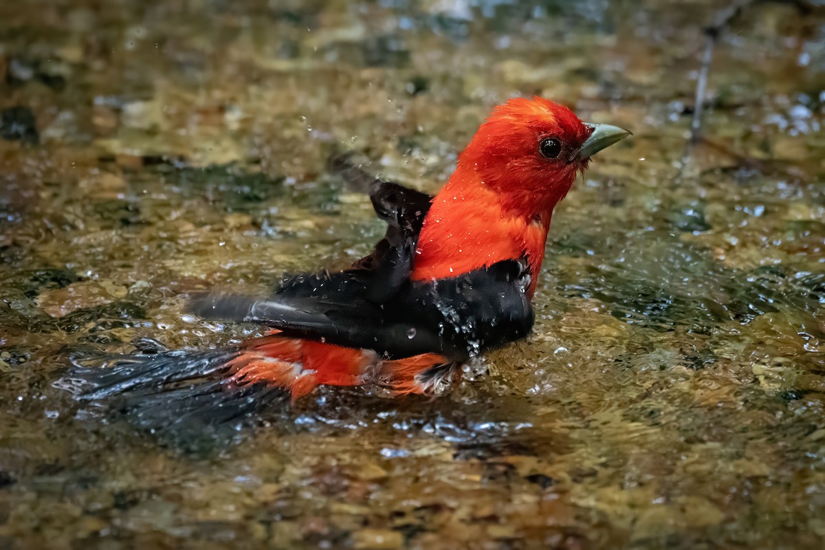Scarlet Tanager - ML620757109