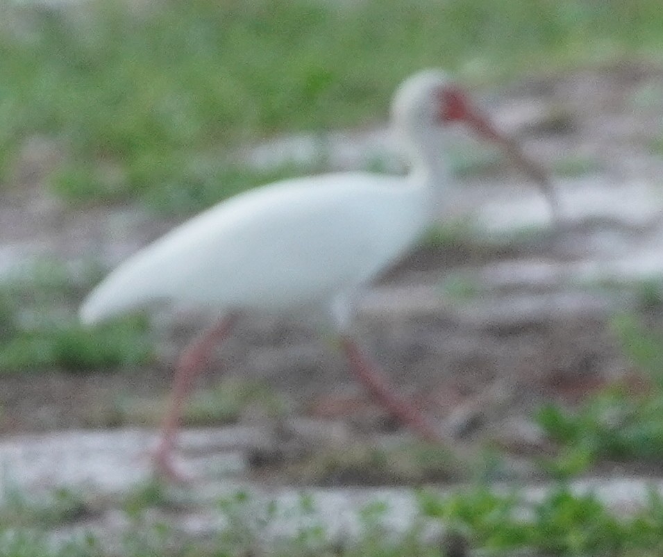 White Ibis - ML620757112