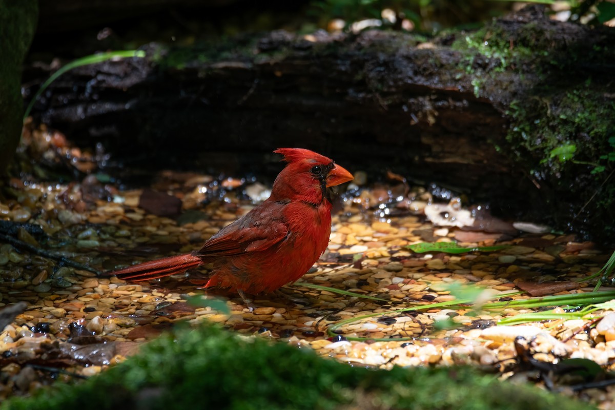 Northern Cardinal - Rob Cochran