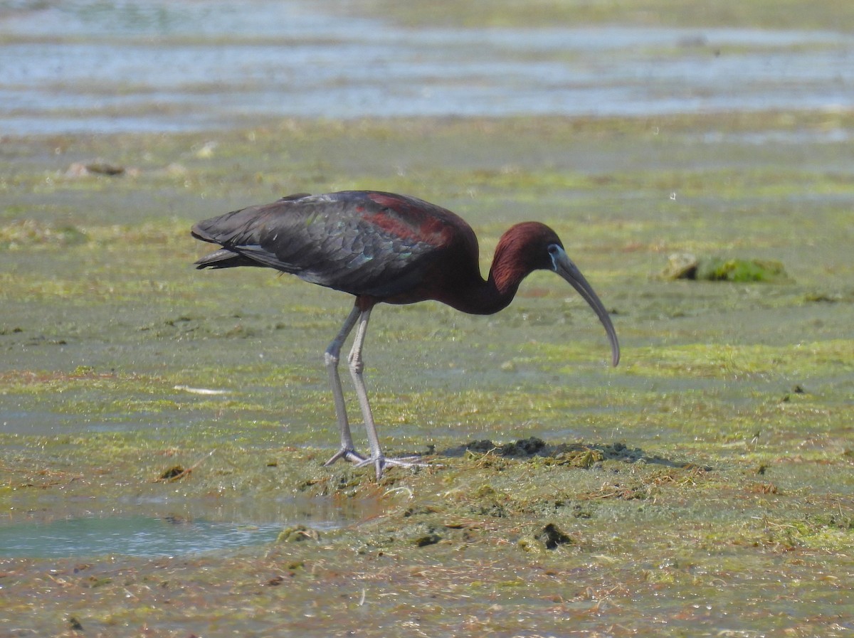 ibis hnědý - ML620757128