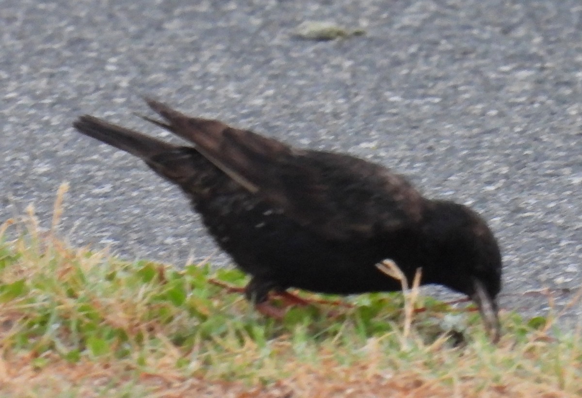 European Starling - ML620757129