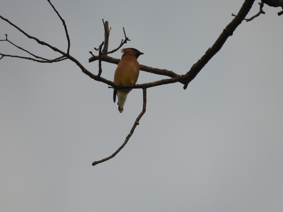 Cedar Waxwing - ML620757132