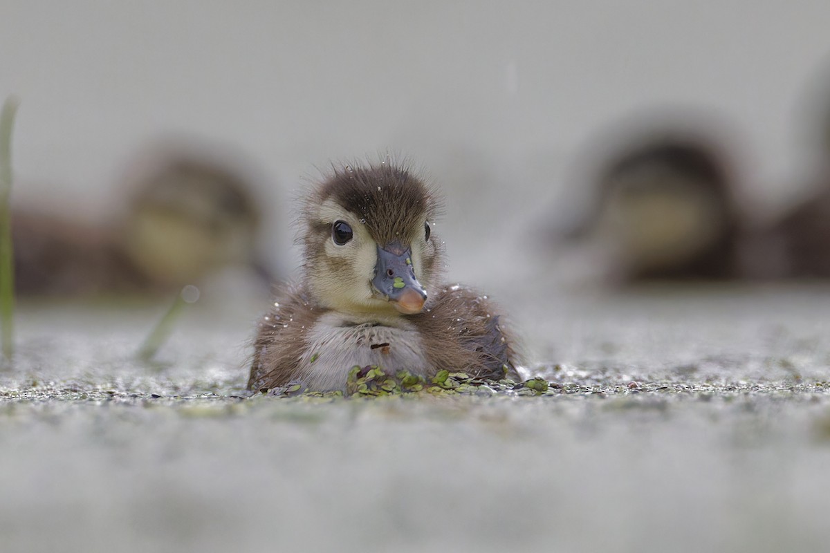 Wood Duck - Mario St-Gelais