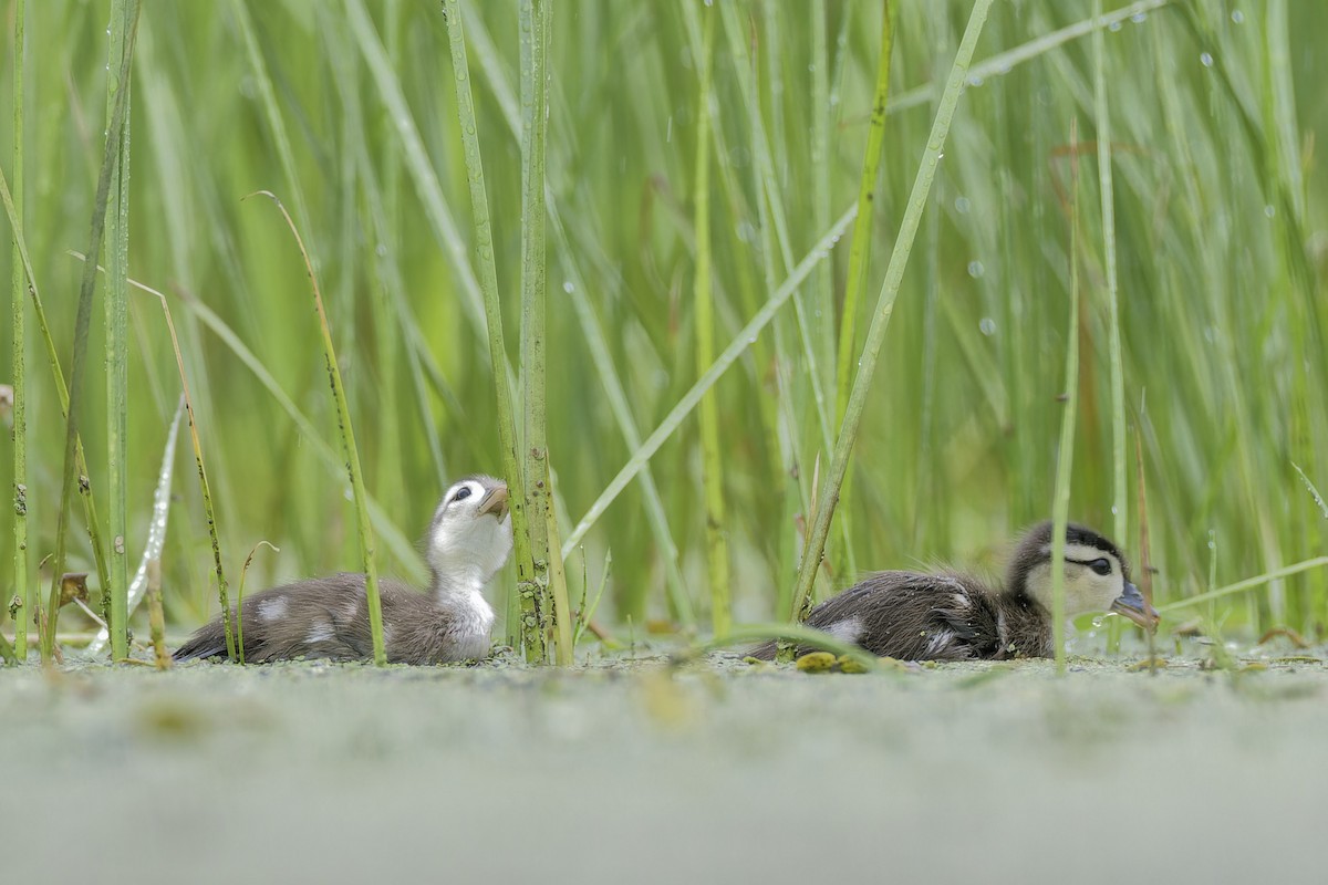 Wood Duck - Mario St-Gelais