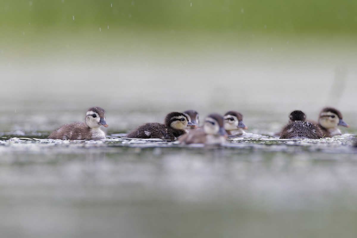 Wood Duck - Mario St-Gelais