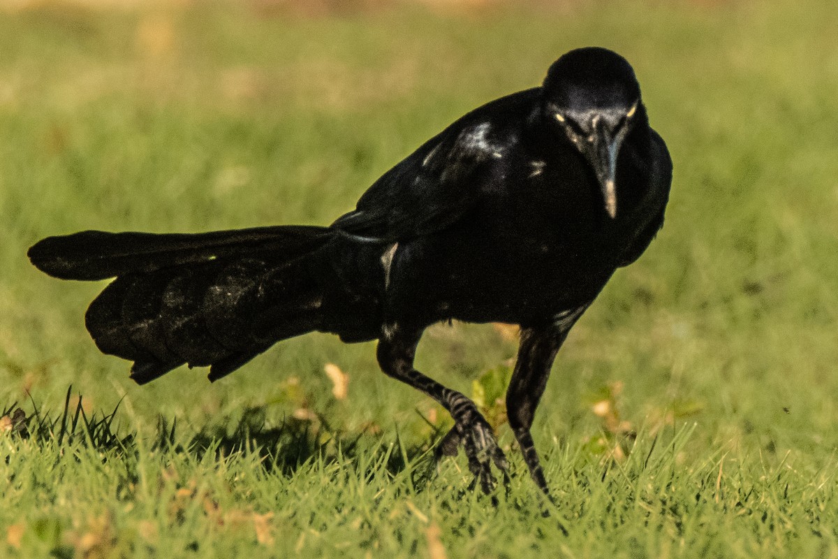 Great-tailed Grackle - ML620757143