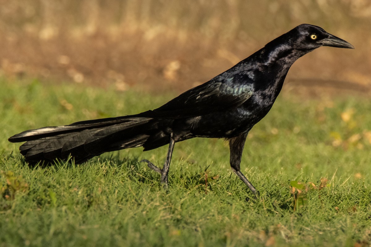 Great-tailed Grackle - ML620757149