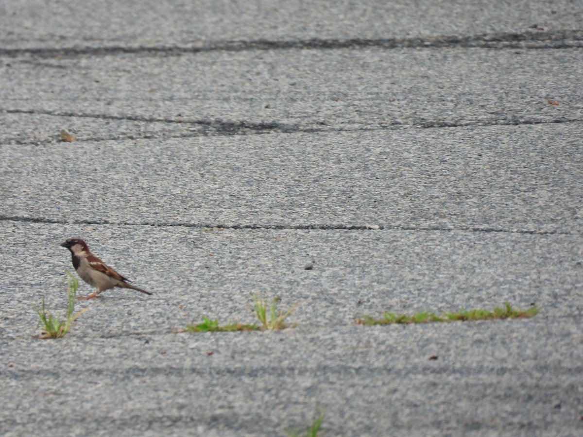 Moineau domestique - ML620757154