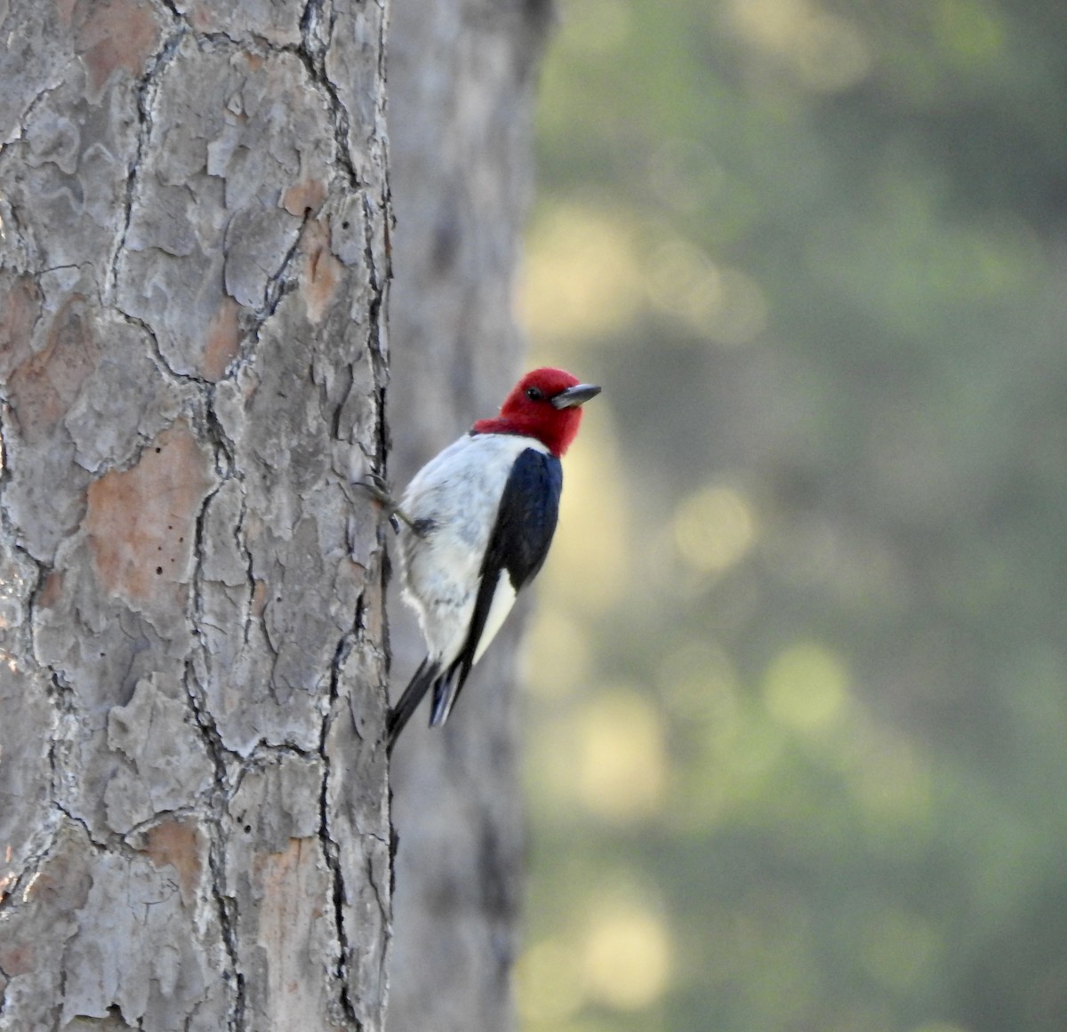 Red-headed Woodpecker - ML620757155