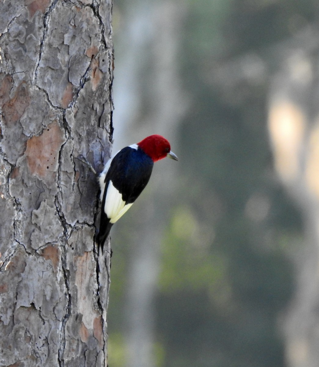 Red-headed Woodpecker - ML620757156