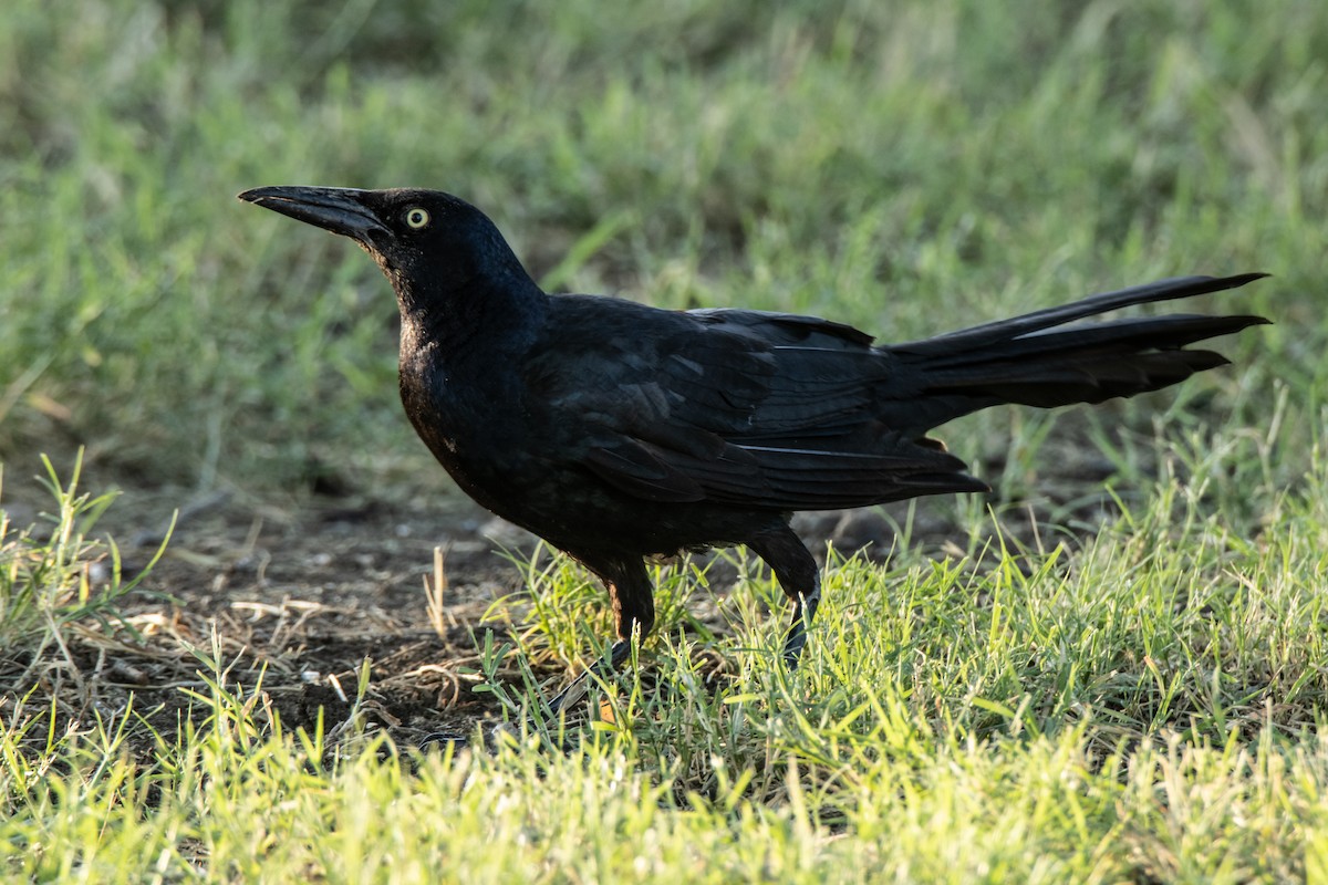 Great-tailed Grackle - ML620757158