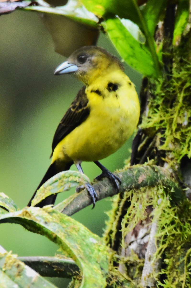 Flame-rumped Tanager (Lemon-rumped) - ML620757159