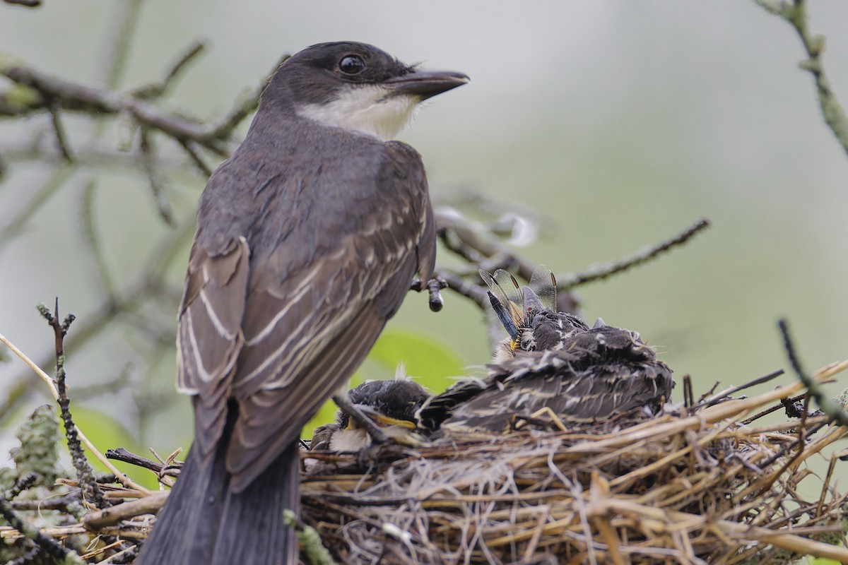 Eastern Kingbird - ML620757161