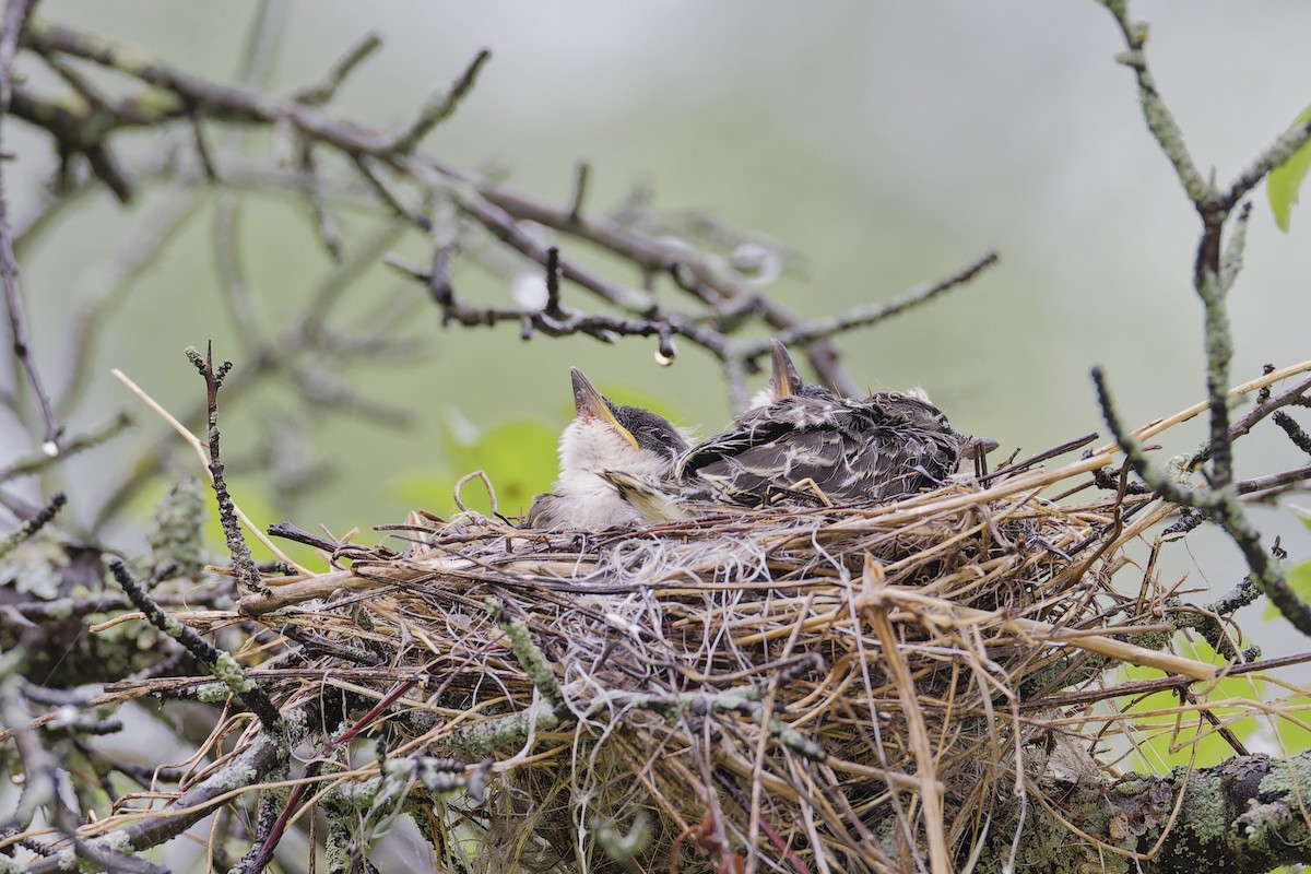 Eastern Kingbird - ML620757162