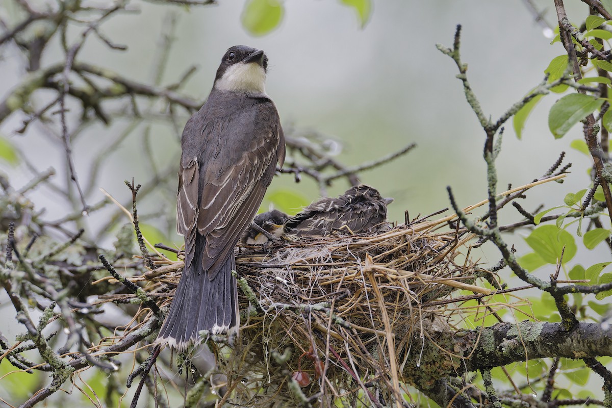 Eastern Kingbird - ML620757164