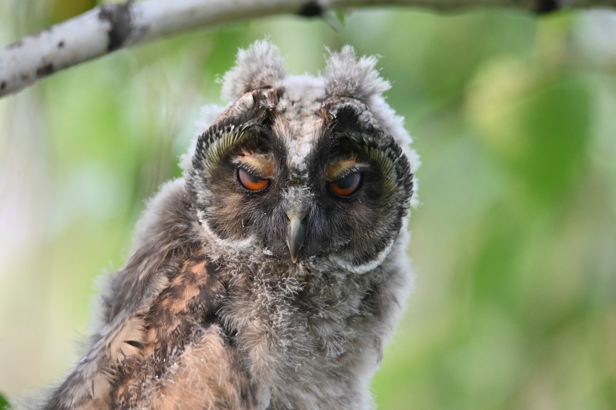 Long-eared Owl - ML620757165