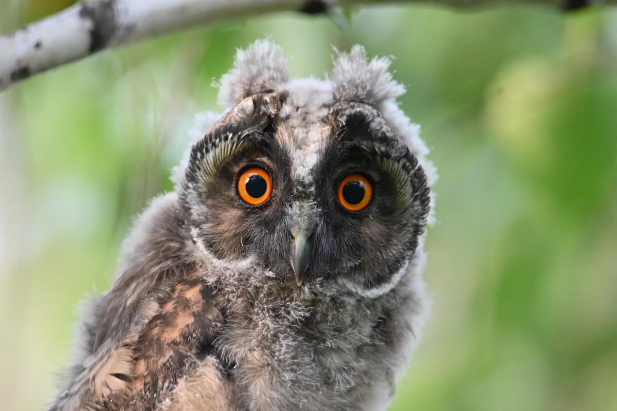 Long-eared Owl - ML620757166