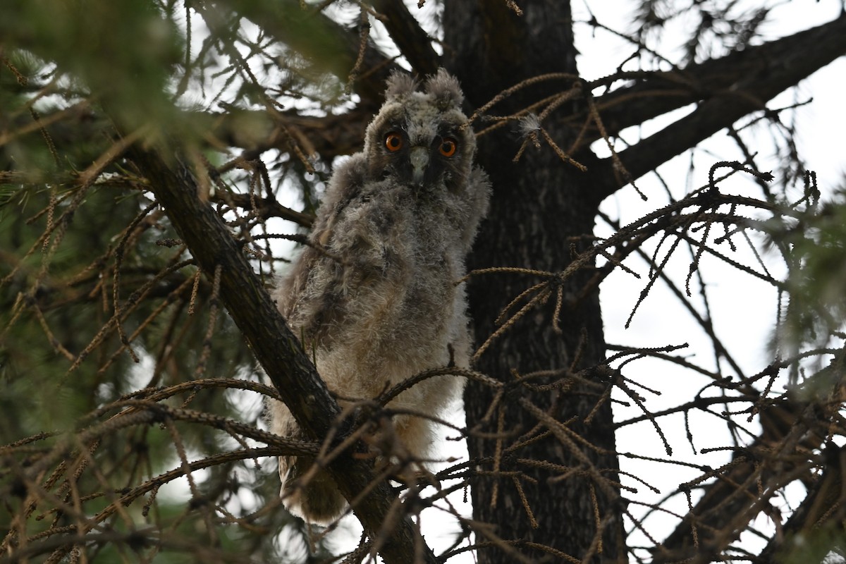 Long-eared Owl - ML620757171