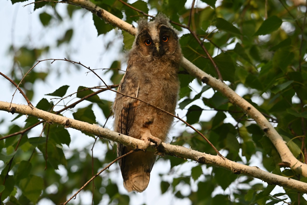 Long-eared Owl - ML620757172